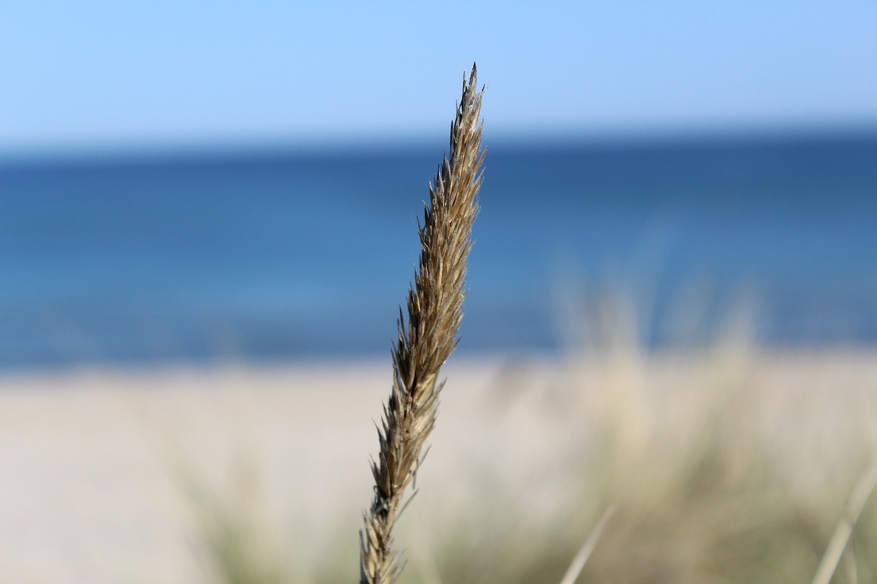 beach  heath  landscape free photo