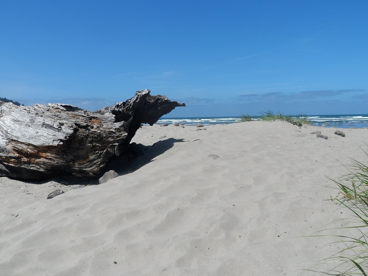 beach driftwood ocean view free photo