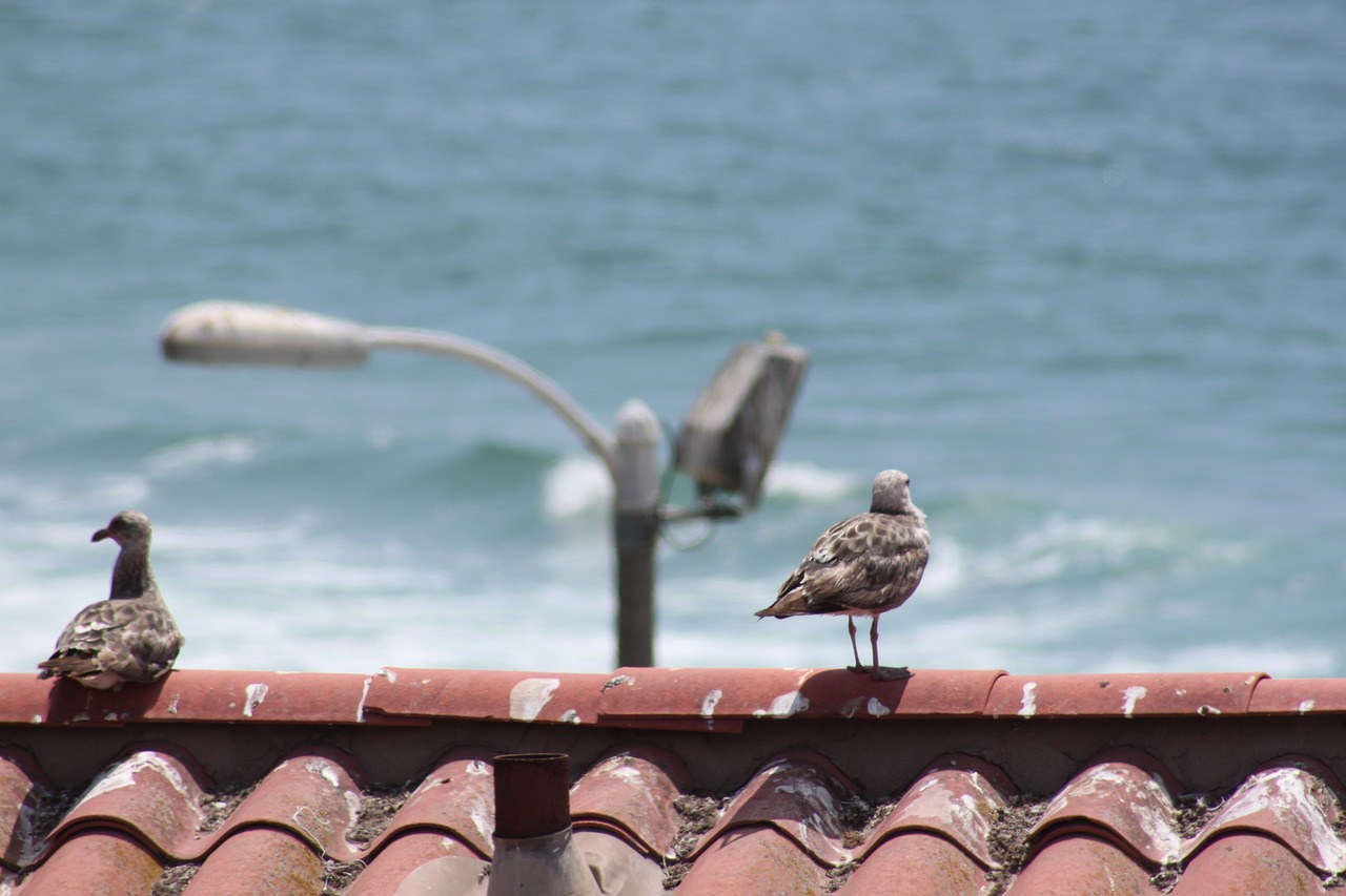 beach  birds  nature free photo