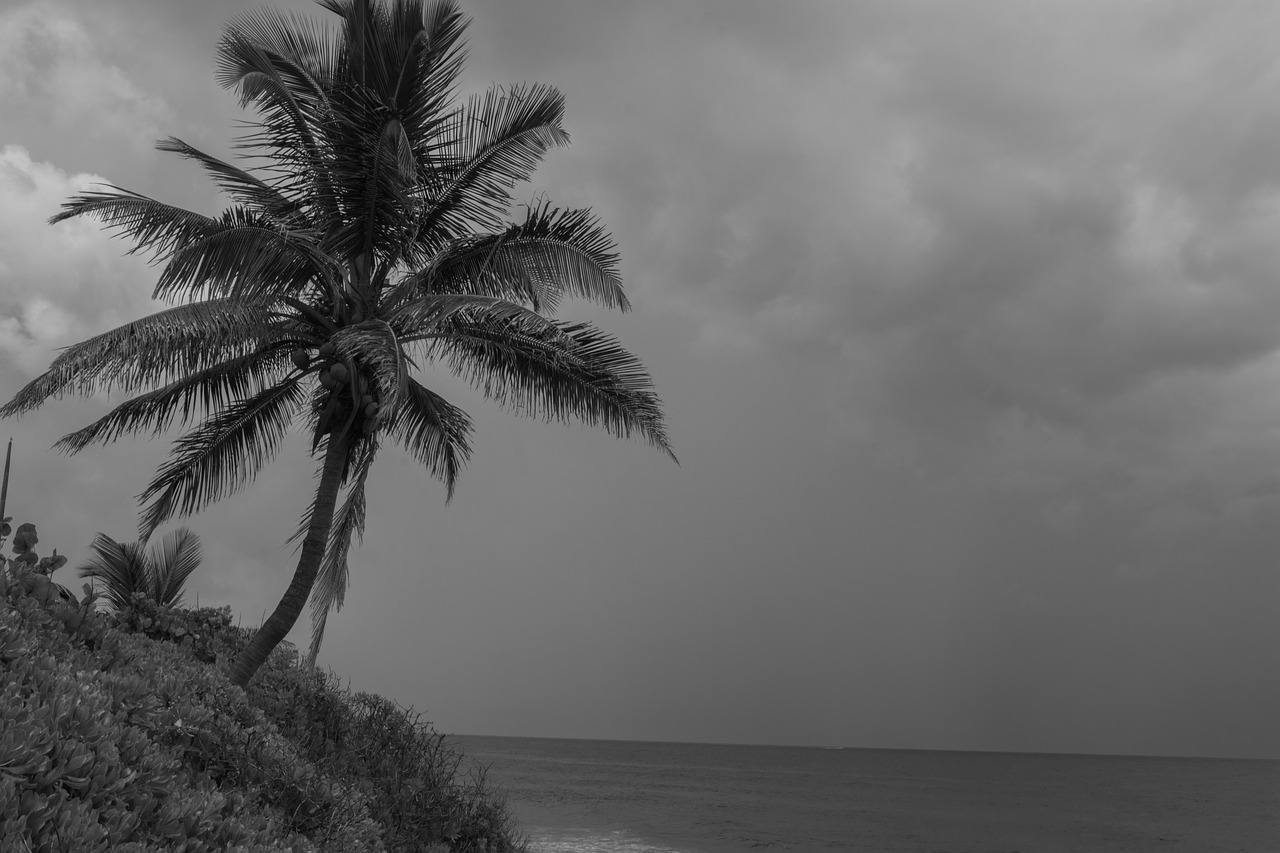 beach  palm  blackandwhite free photo