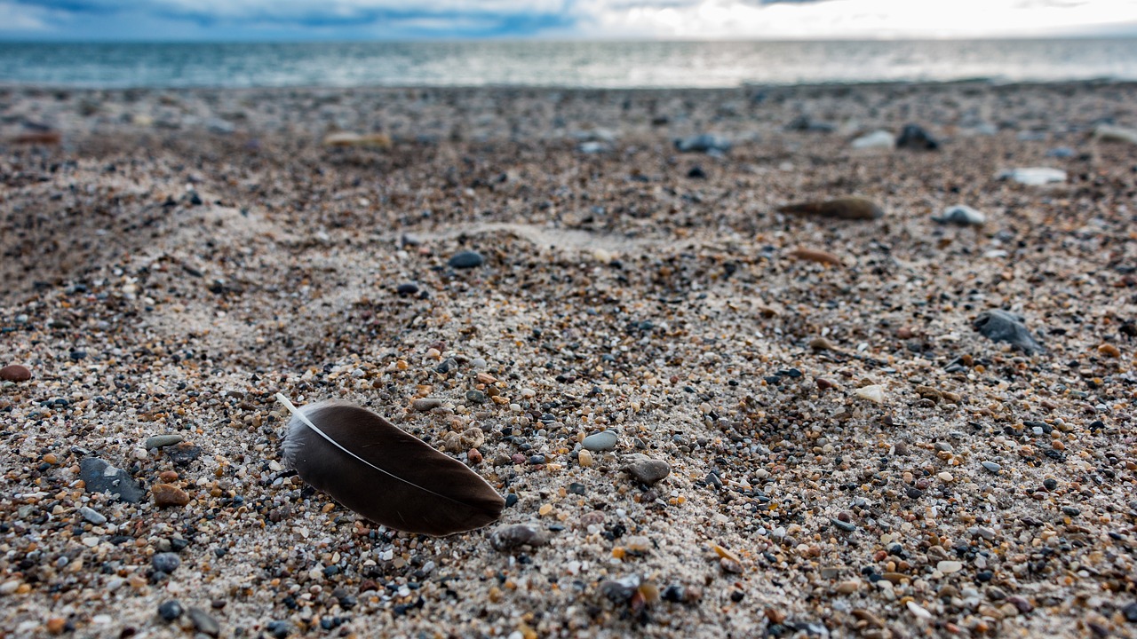 beach  sea  north sea free photo