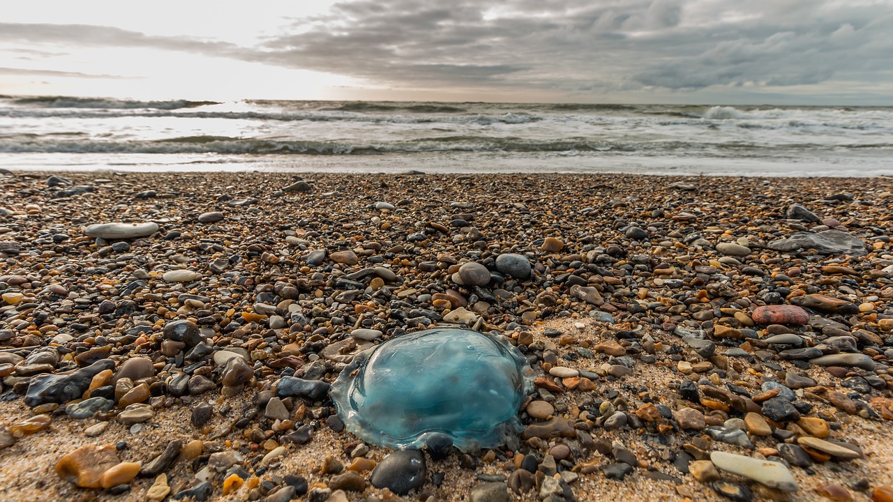 beach  jellyfish  north sea free photo