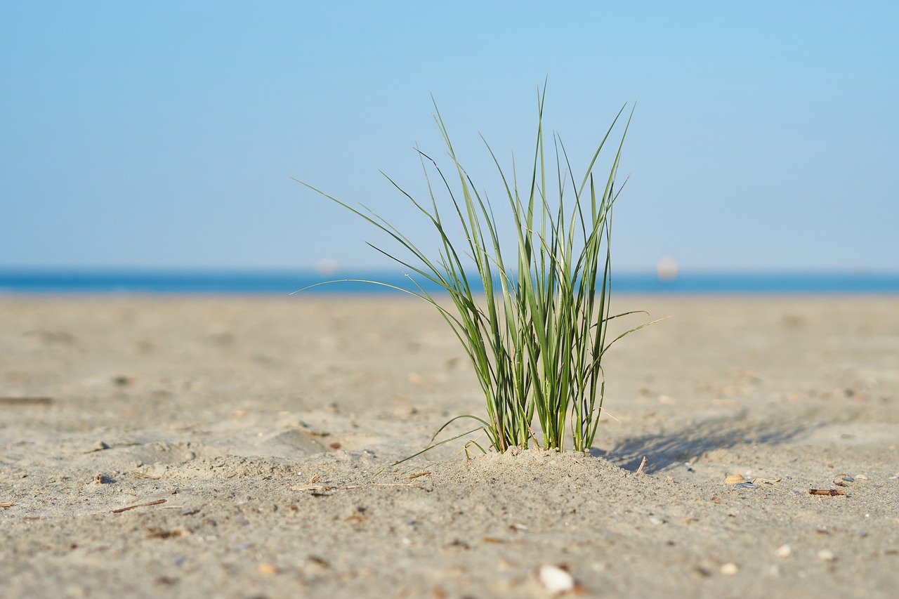 beach  grass  green free photo