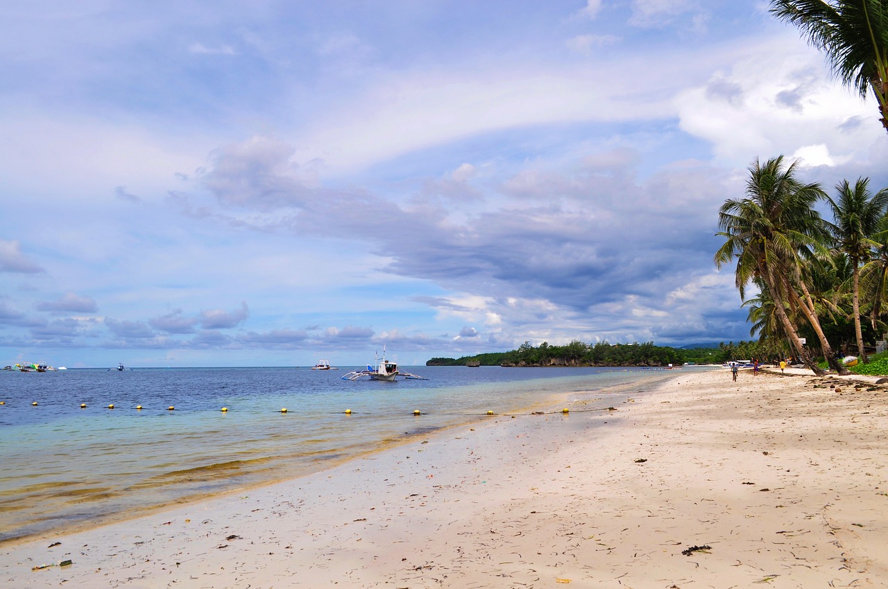 beach  sand  palm trees free photo