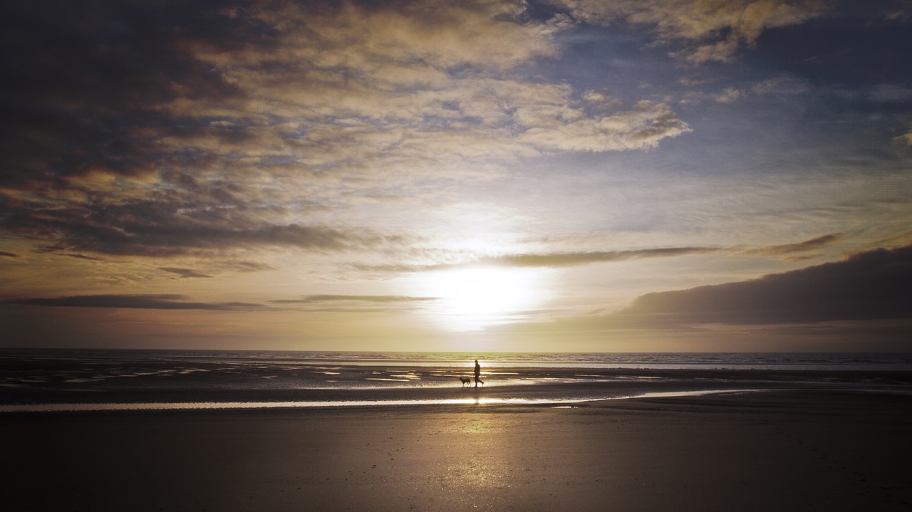 beach  sunset  dog free photo