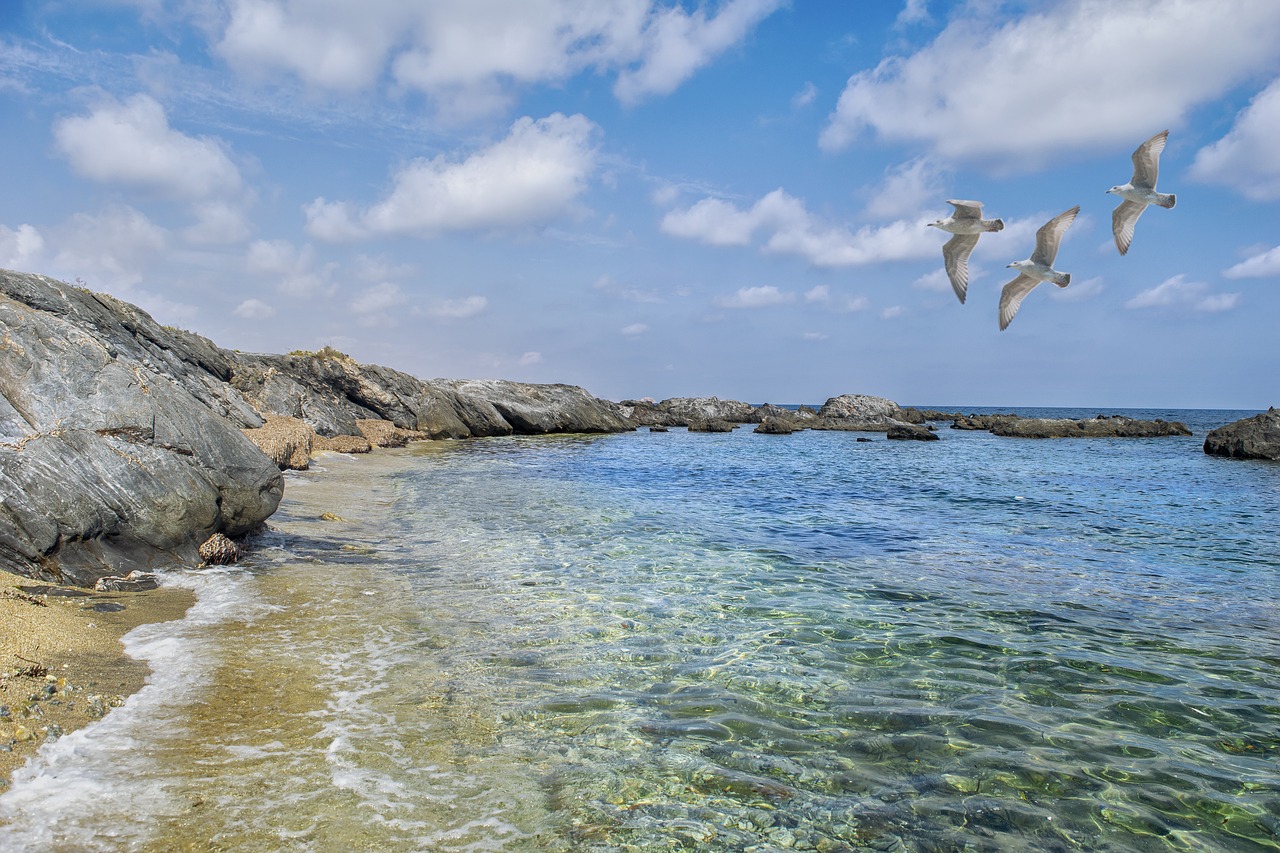 beach  clouds  seagulls free photo