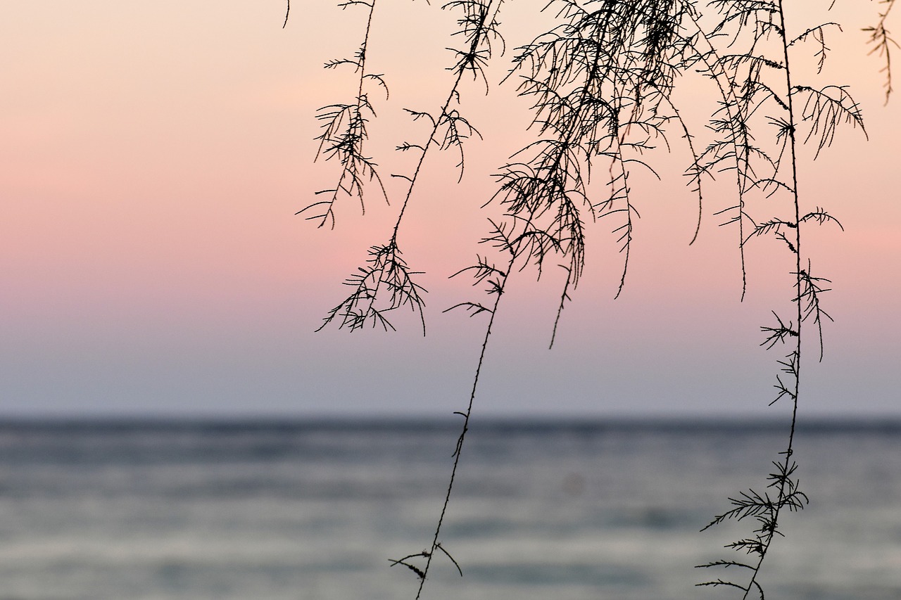 beach  sea  surf free photo