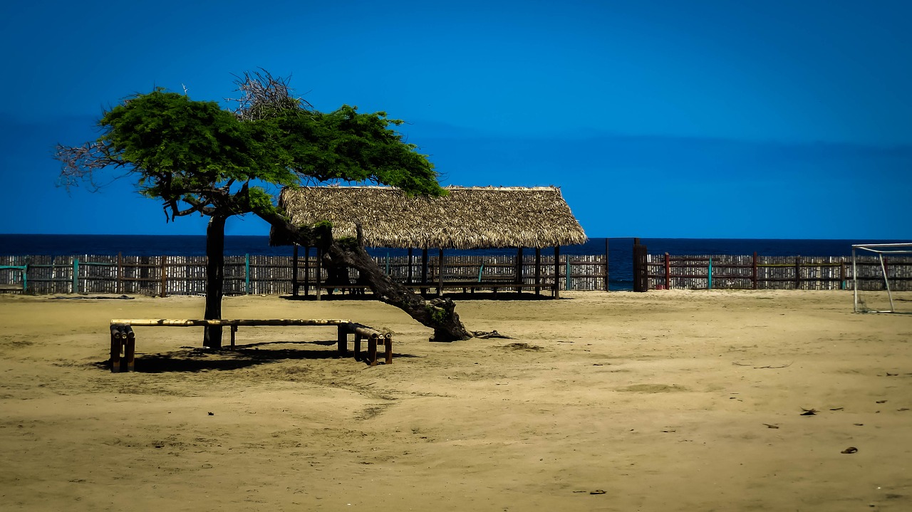 beach  nature  tree free photo