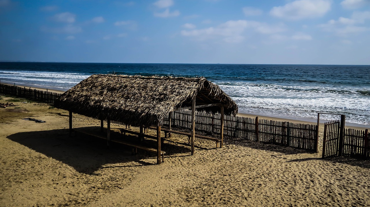 beach  nature  tree free photo