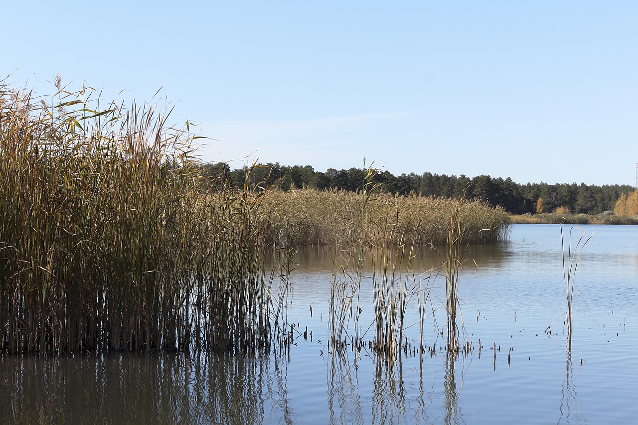 beach  lake  grass free photo