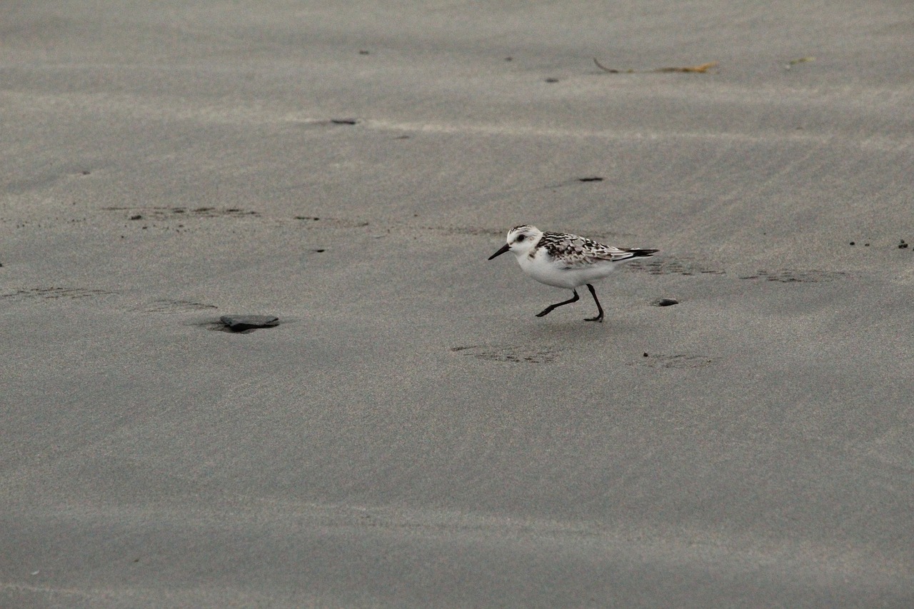 beach  bird  water bird free photo