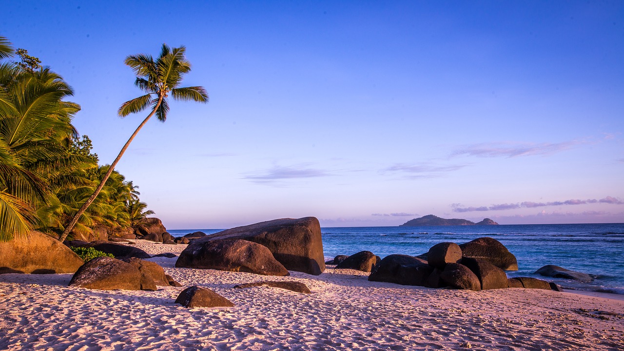 beach  palm trees  island free photo