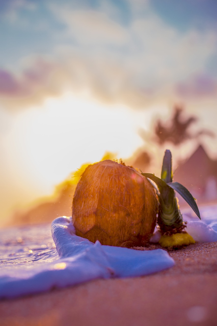 beach  sand  coconut free photo