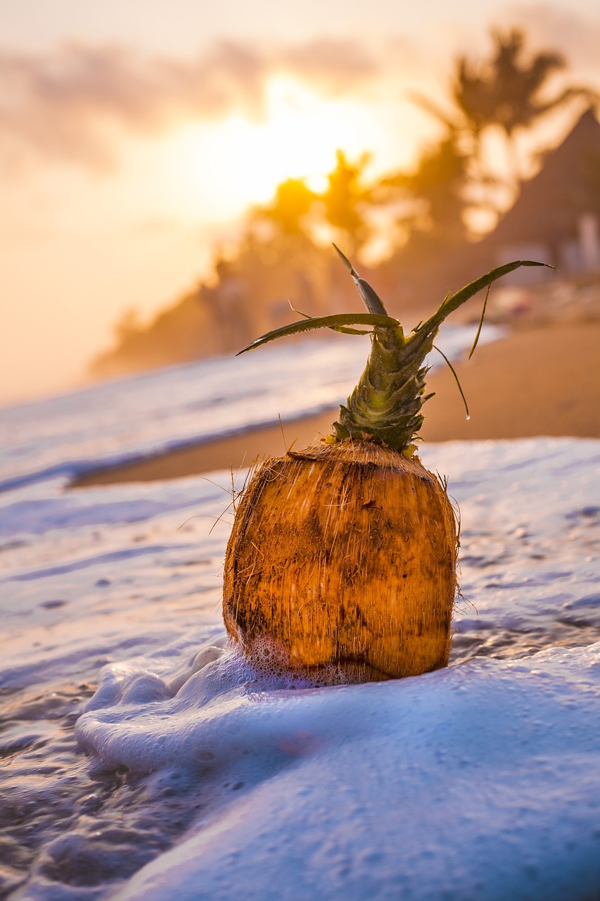 beach  sand  coconut free photo