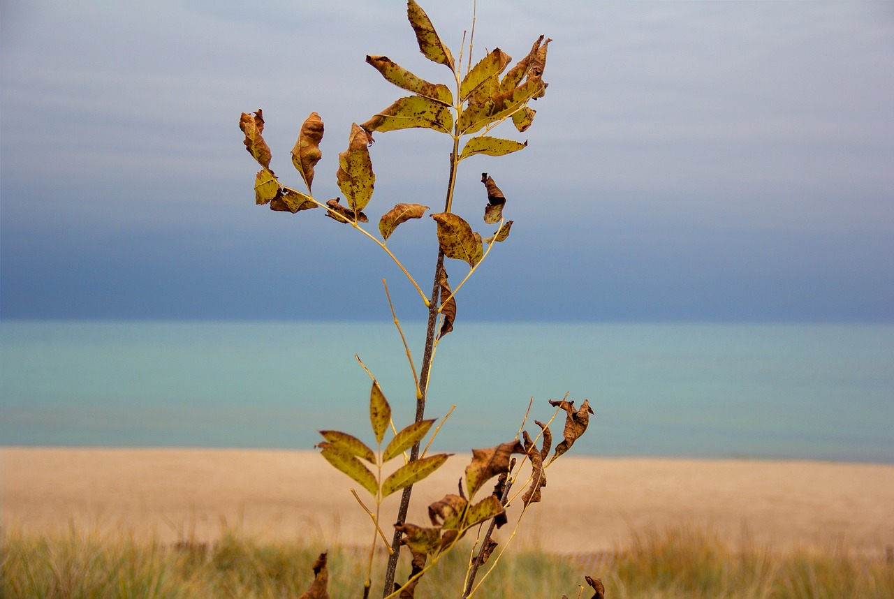 beach  autumn  sky free photo