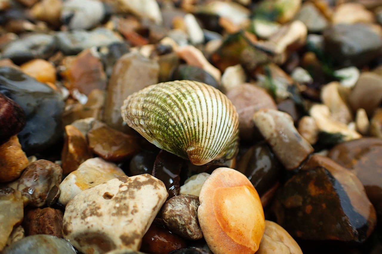 beach  aquatic  holiday free photo