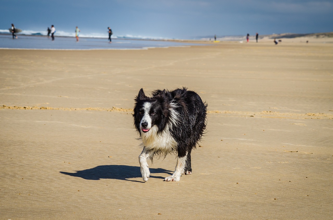 beach  sun  summer free photo