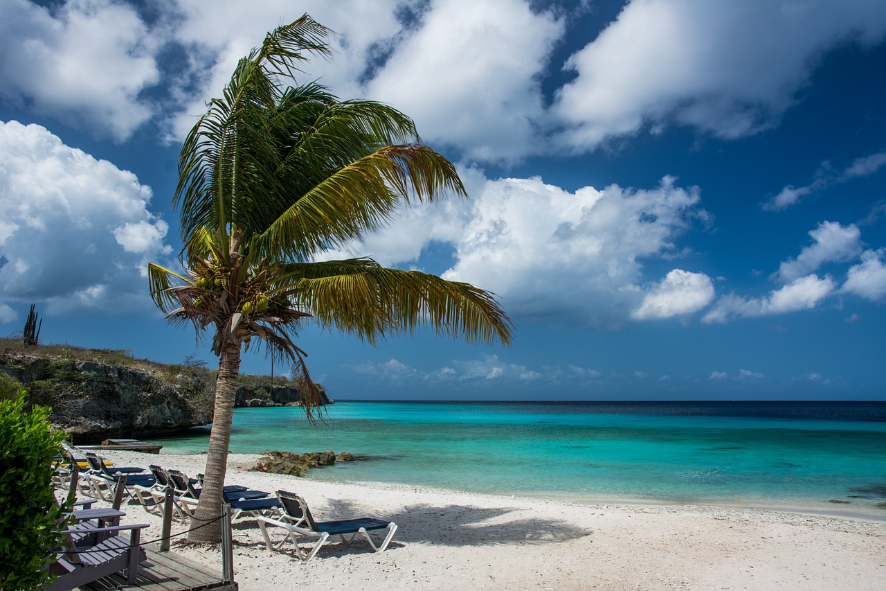 beach palm tree palm free photo