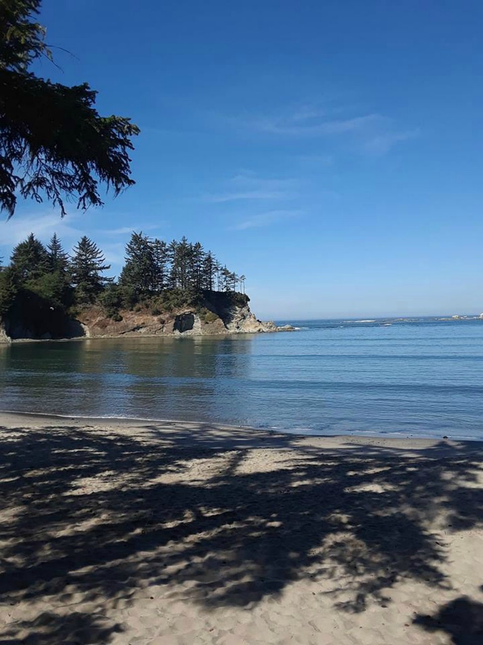 beach  trees  cove free photo