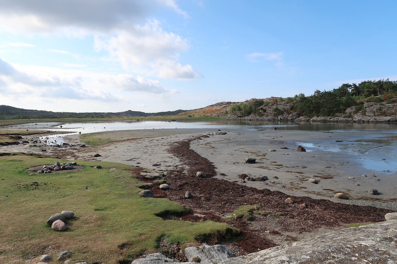 beach  seaweed  sea free photo