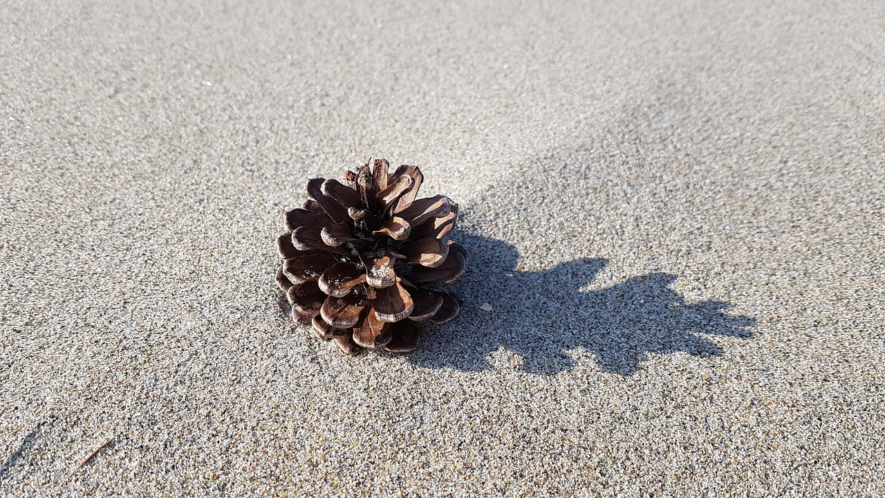 beach  pine cone  sand free photo