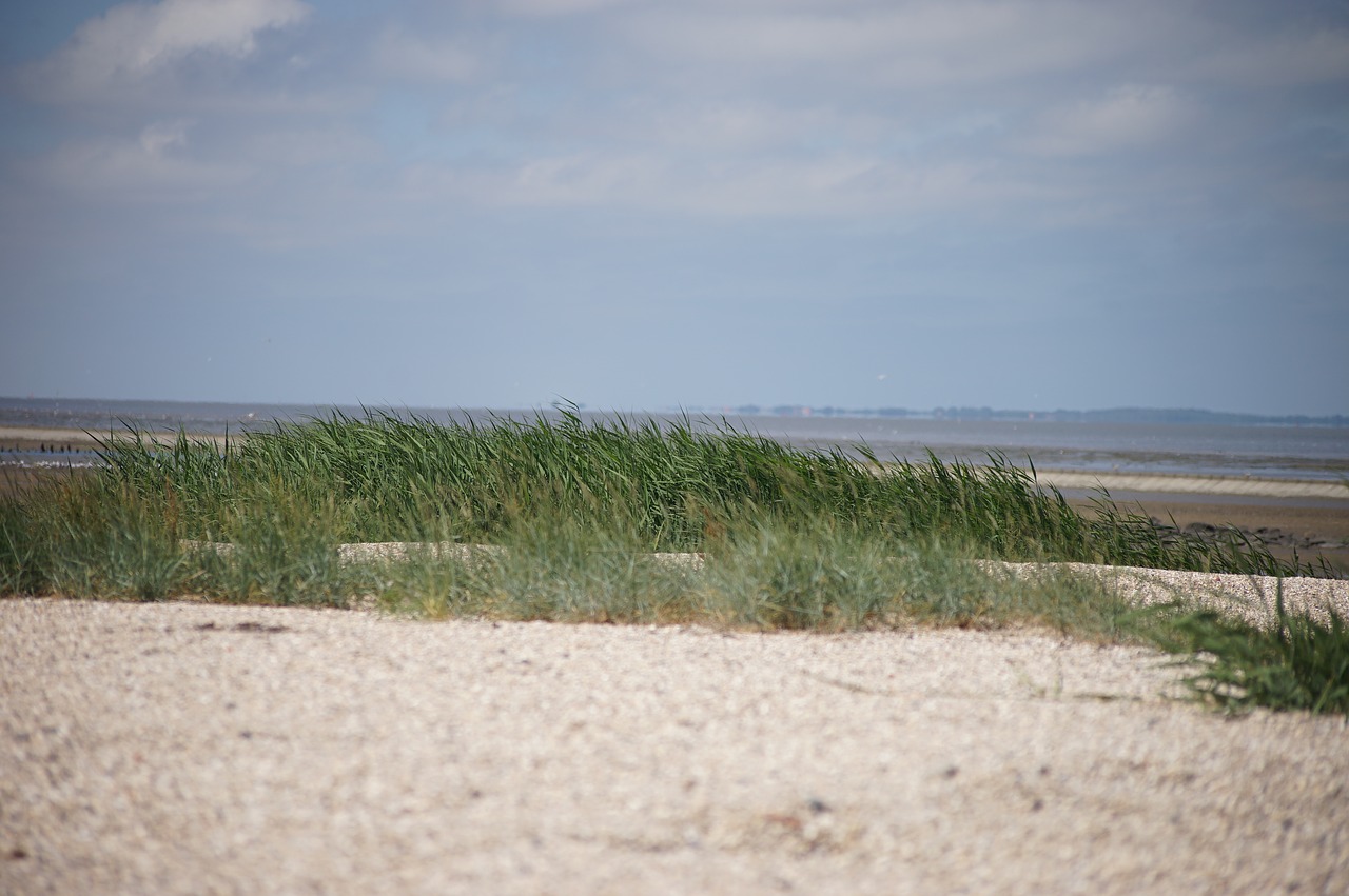 beach  coast  dune free photo