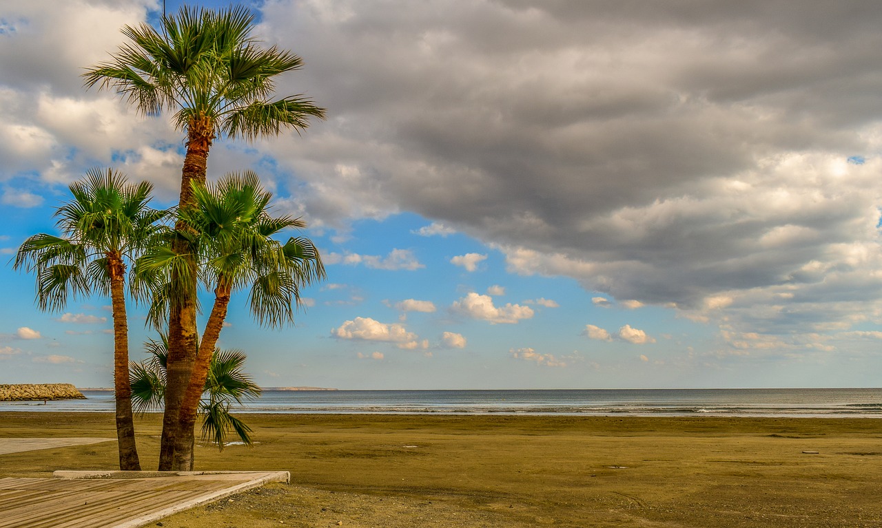 beach  palm trees  sky free photo