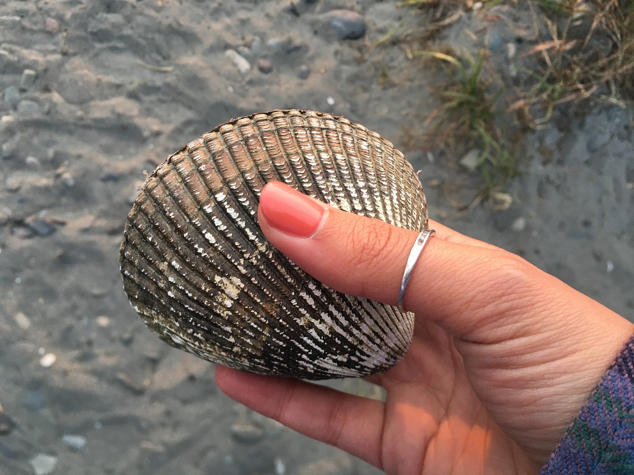 beach  shell  seashell free photo