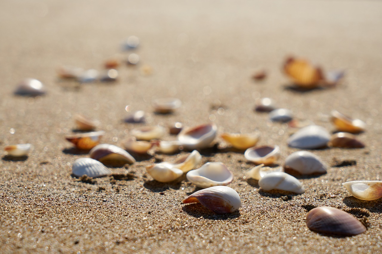 beach  sand  background free photo