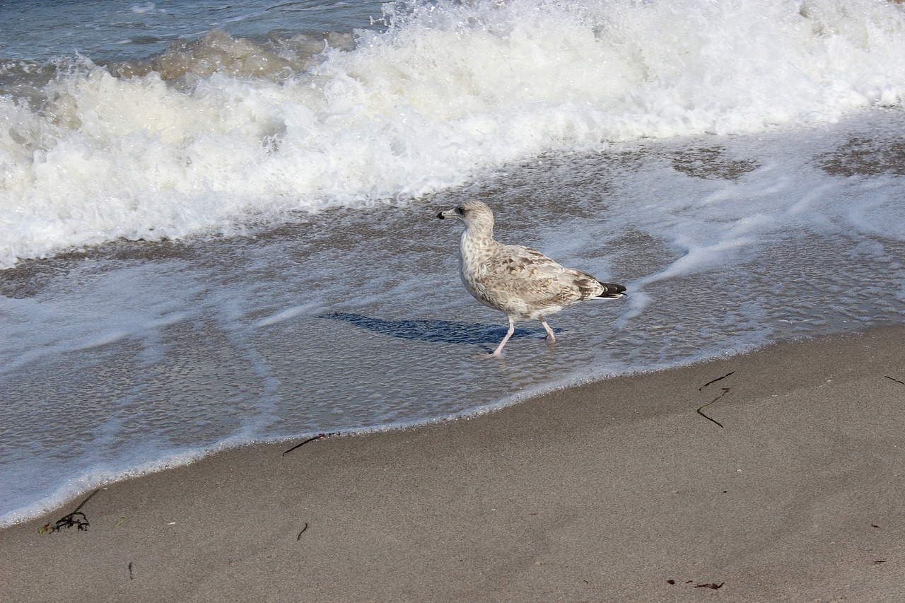beach  mew gull  seevogel free photo