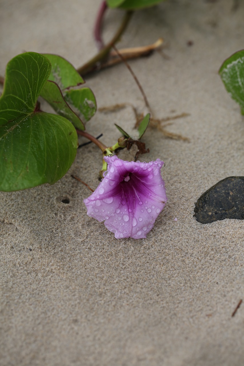 beach  flower  nature free photo