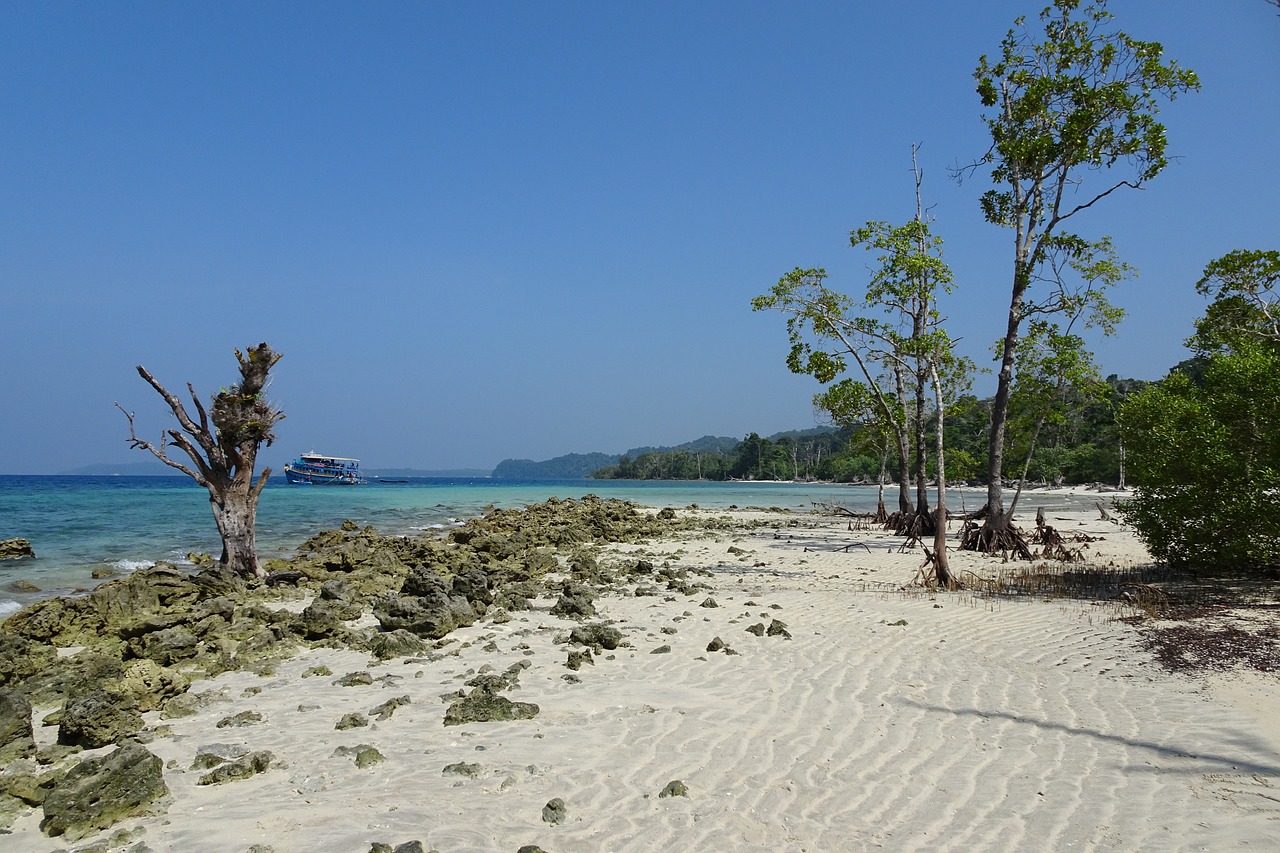 beach  sea  elephant beach free photo