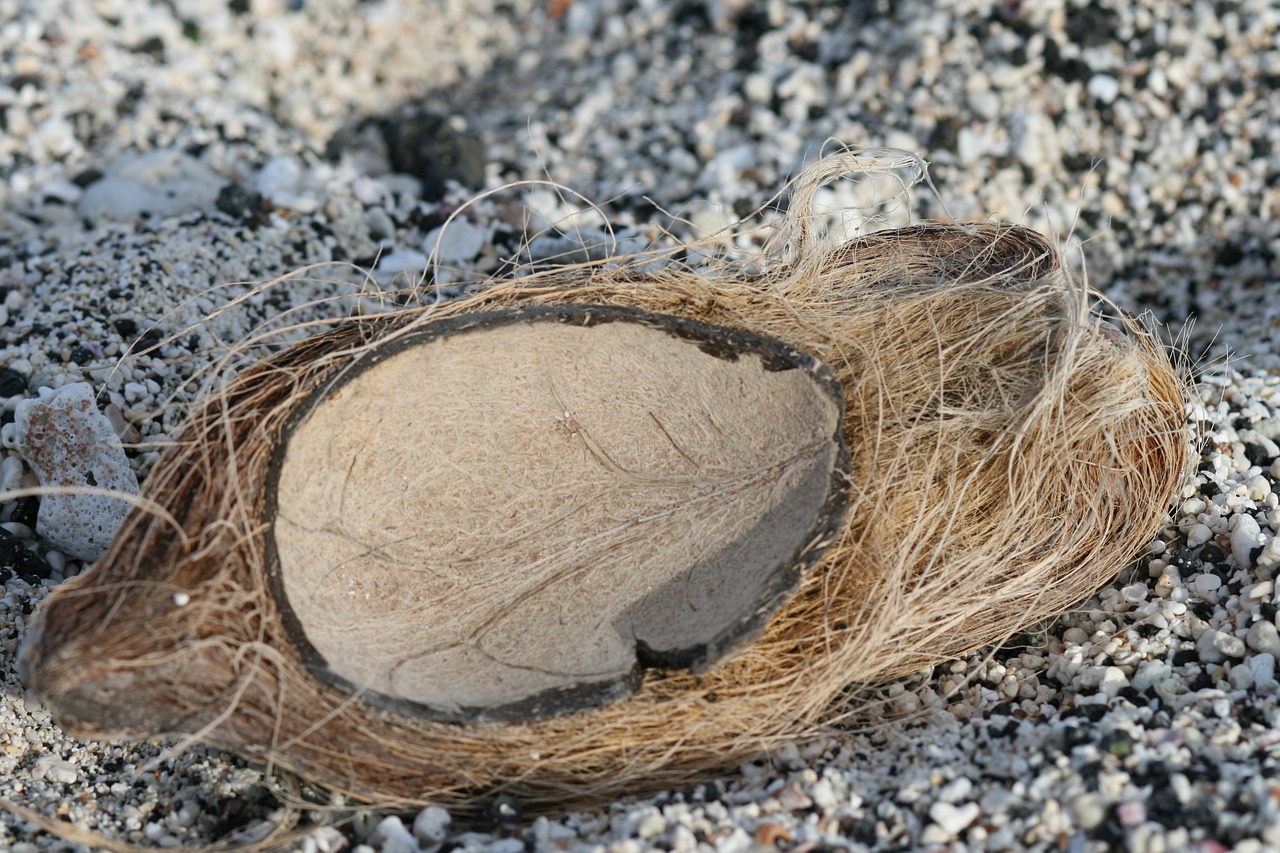 beach  coconut  shell free photo