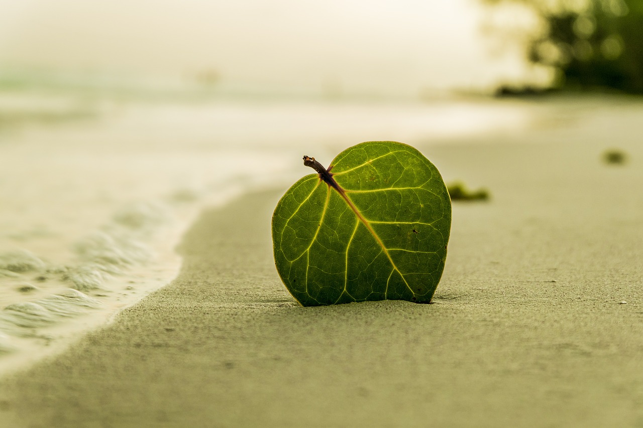 beach leaf green free photo