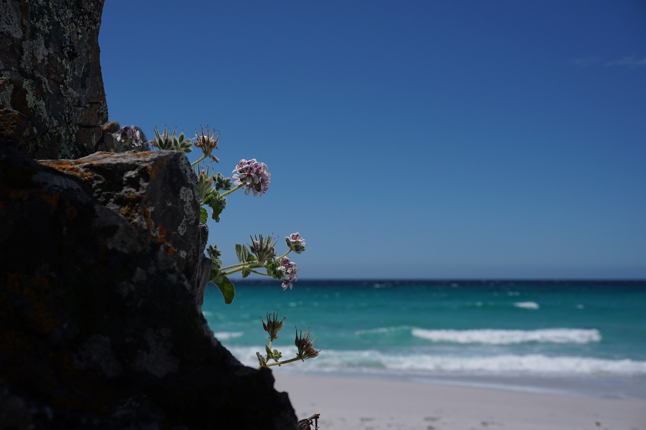beach  flower  tasmania free photo