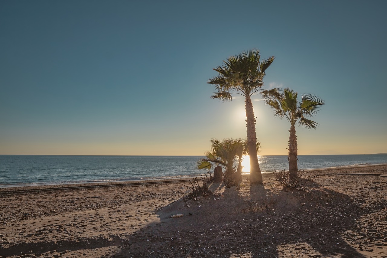 beach  palm  tree free photo