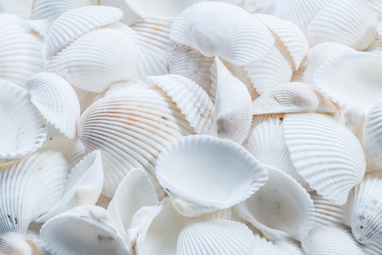 beach  shells  white free photo