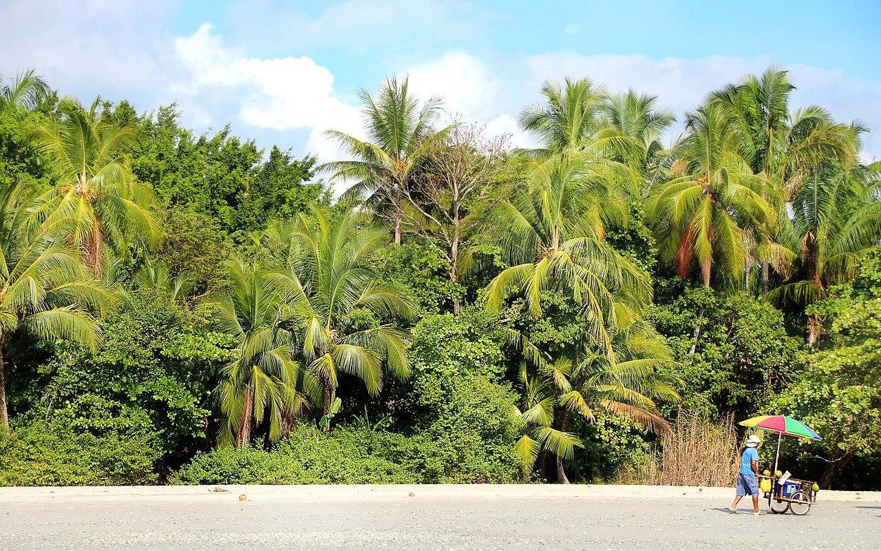 beach  palm trees  vacations free photo