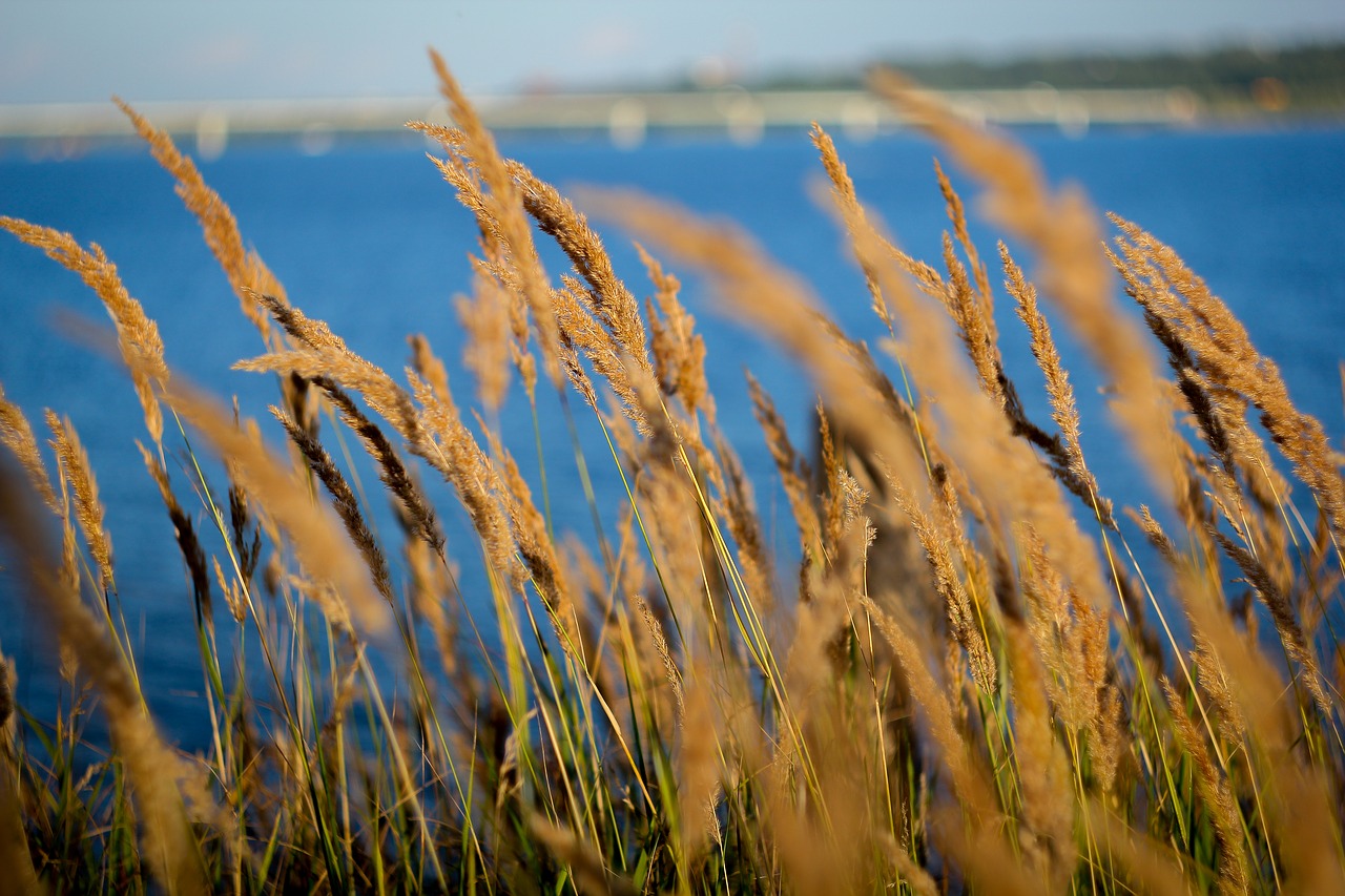 beach  sea  grass free photo