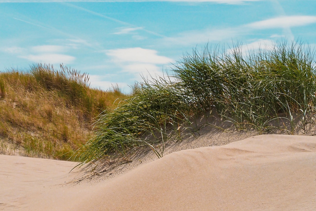 beach  dune  sand free photo