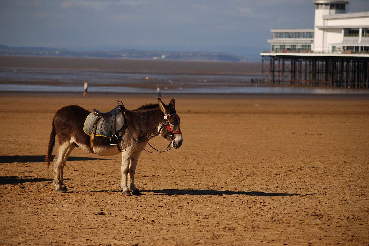 beach  donkey  saddle free photo