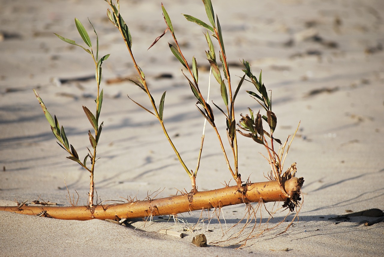 beach  plants  sea free photo