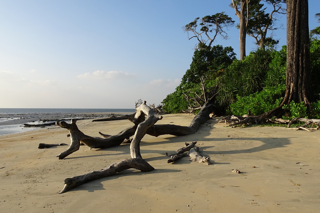 beach  sea  wandoor free photo