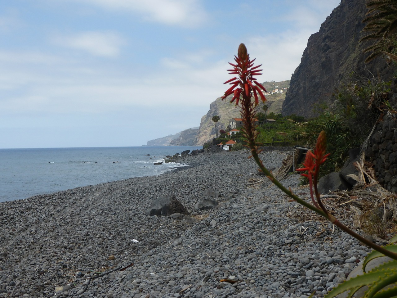 beach atlantic flowers free photo