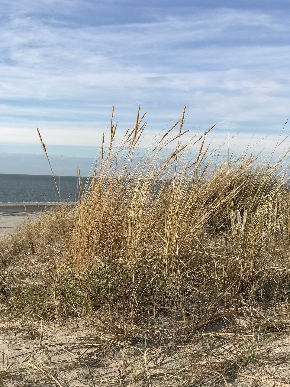 beach  dune  sea free photo