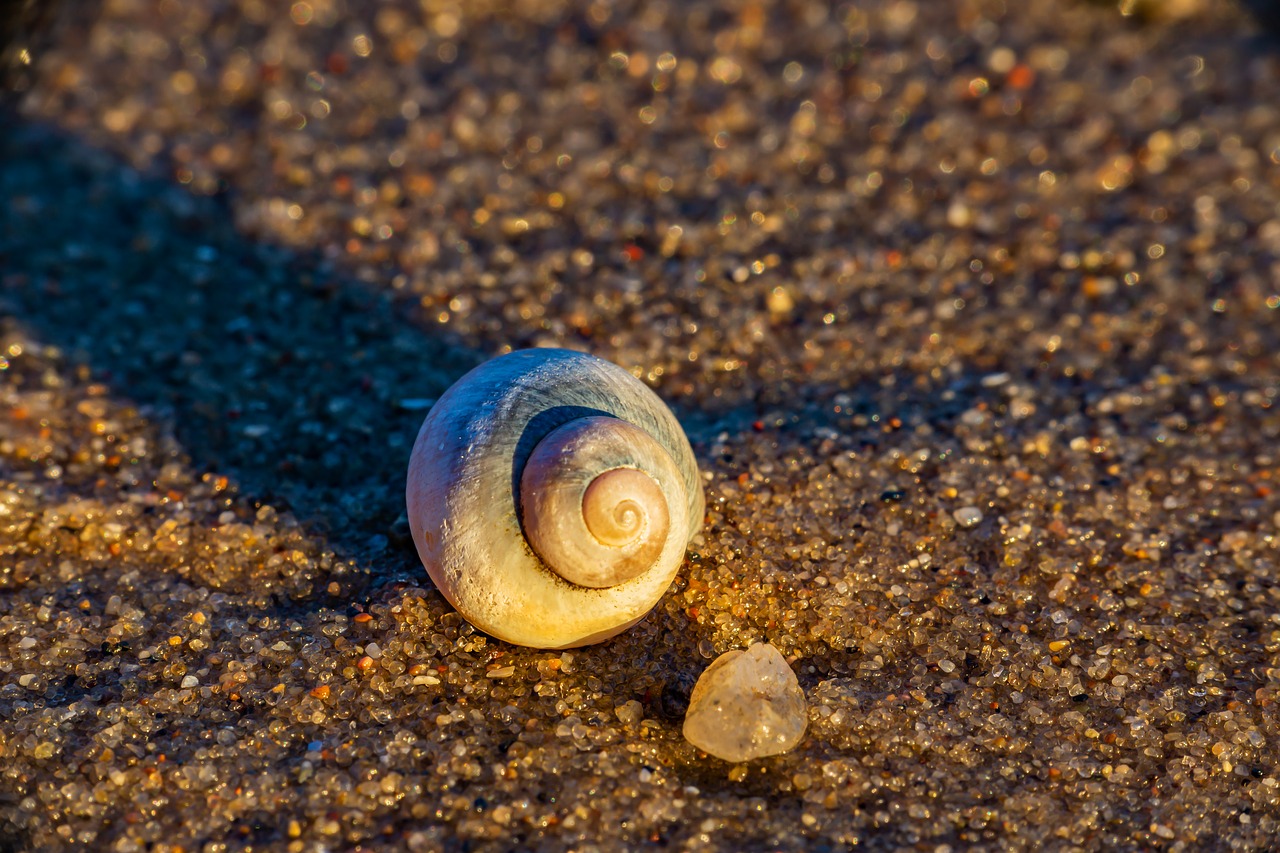 beach  pinto  shell free photo