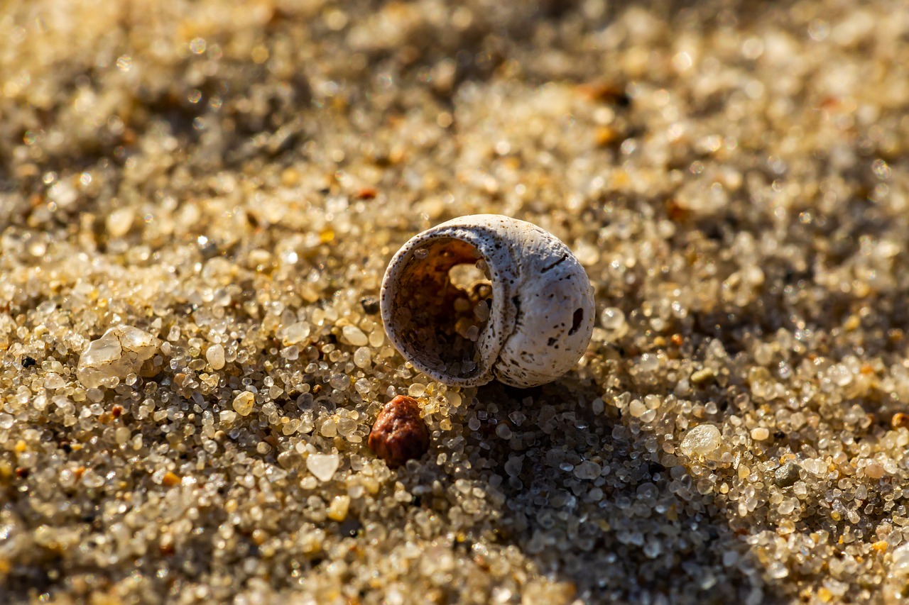 beach  pinto  shell free photo