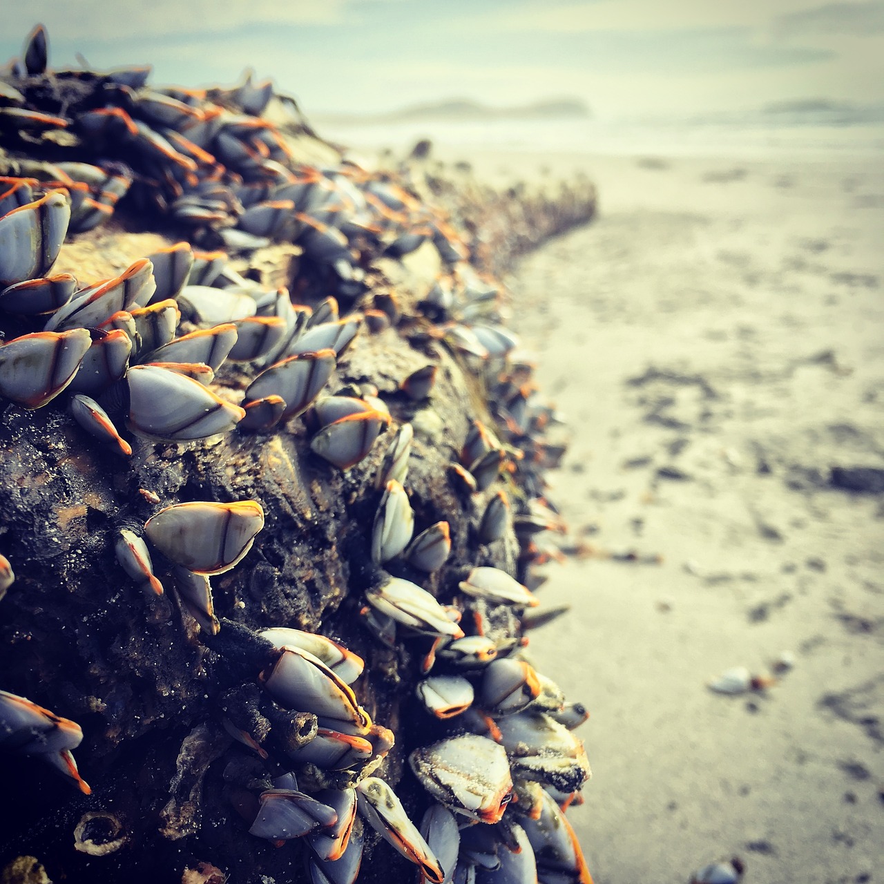 beach  goose barnacles  sandy beach free photo