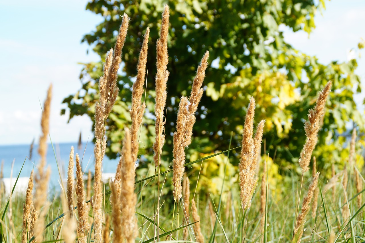 beach  grass  nature free photo