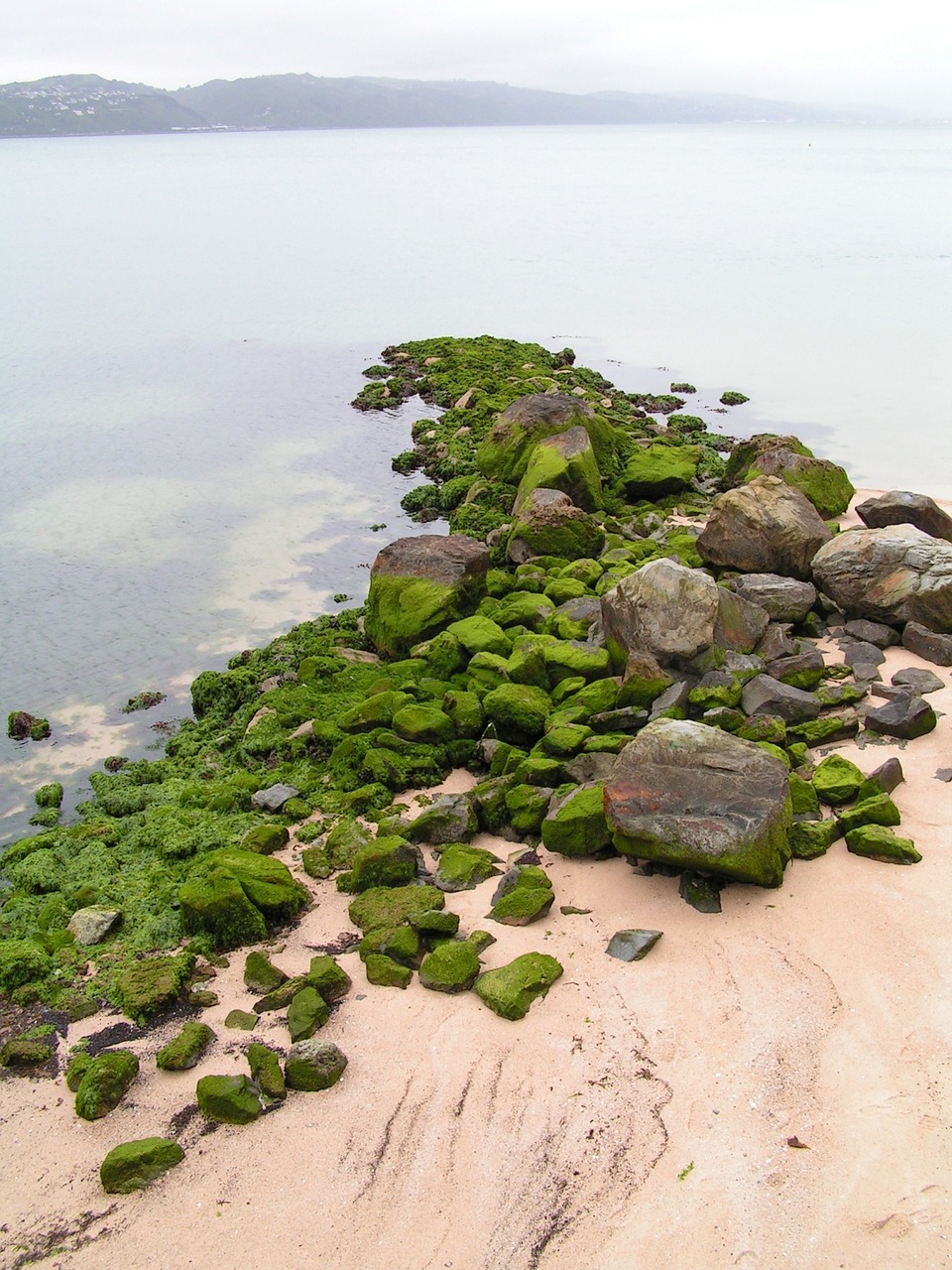 beach  rocks  mossy free photo